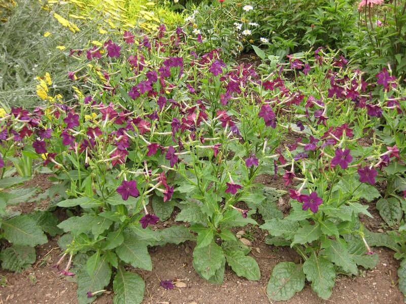 File:1280px-IMG 6851 hunt09jun.jpg