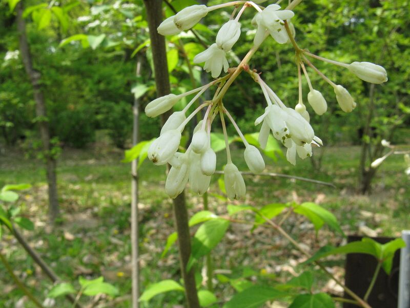 File:1280px-Staphylea bumalda1.jpg