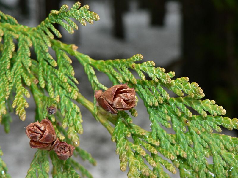 File:1280px-Thuja plicata 43570.JPG