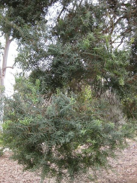 File:576px-IMG 4660 hunt0904.jpg