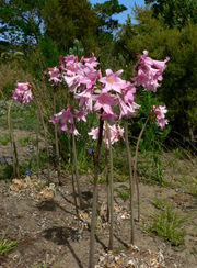Naked ladies in bloom