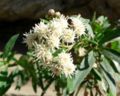 Baccharis salicifolia