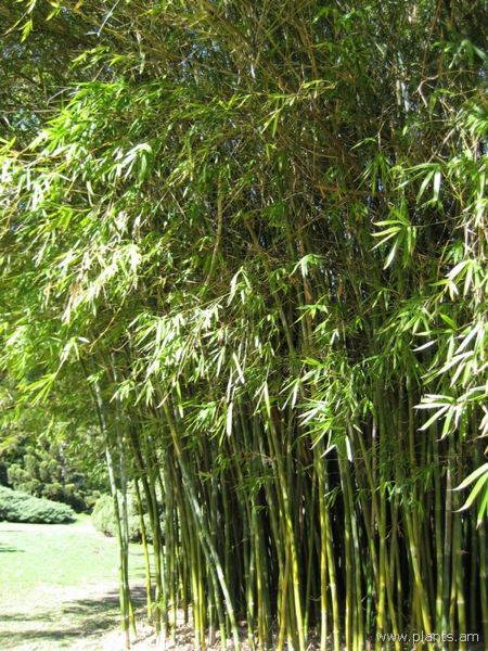 File:Bambusa tuldoides-punting pole bamboo-IMG 0568 hunt07.jpg
