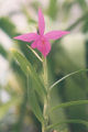 Thumbnail for version as of 10:29, 2 May 2007