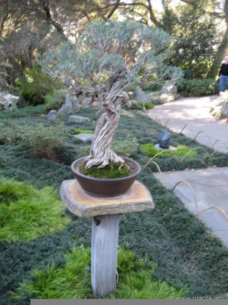 File:Bonsai-IMG 0737 hunt07.jpg