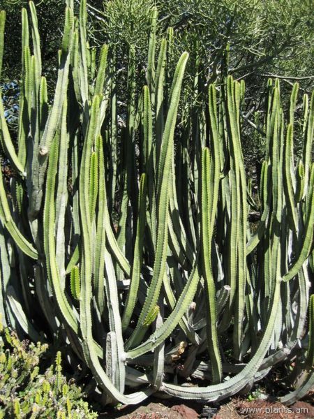 File:Euphorbia canariensis-hurcules' club-IMG 0352 hunt07.jpg