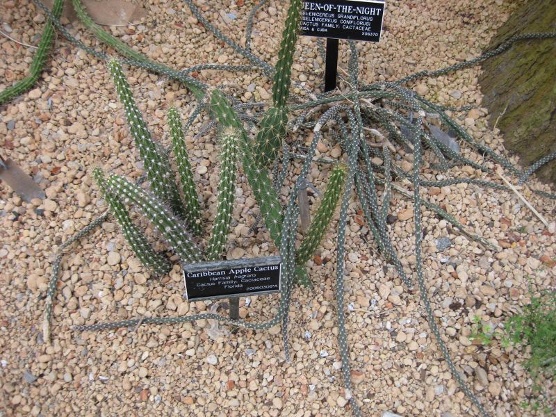File:IMG 1300 bbg09.jpg