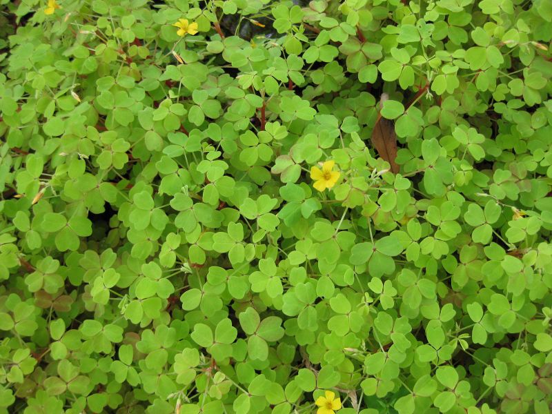 File:IMG 5227 hunt0904.jpg