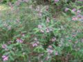 indigofera gerardiana