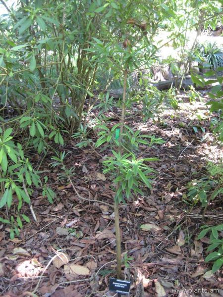 File:Podocarpus matudai-IMG 7815 sfbg0308.jpg