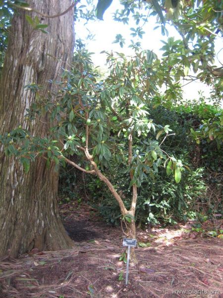 File:Rhododendron crassum-IMG 7178 sfbg0308.jpg