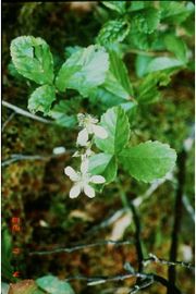 Swamp dewberry