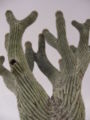 Unusually formed saguaro from Sonoran desert near Kino Bay