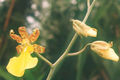 Thumbnail for version as of 10:30, 11 July 2007