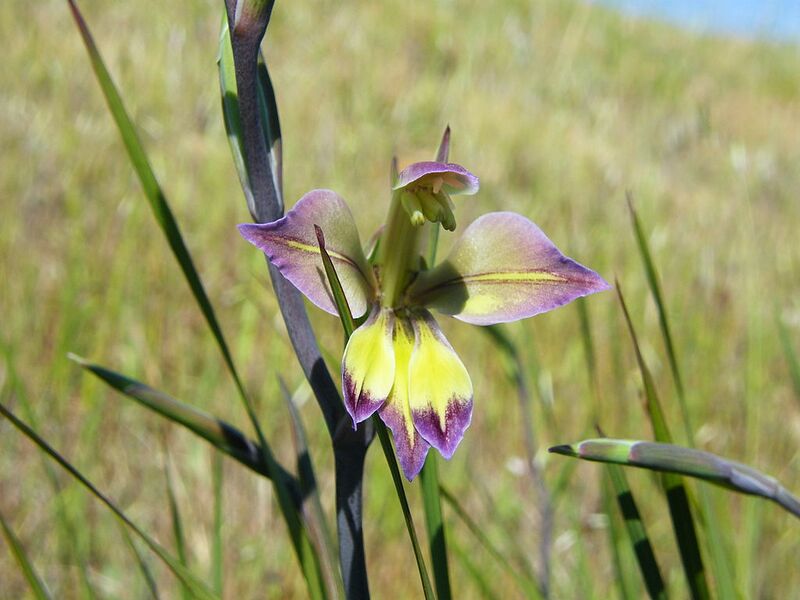 File:1024px-Gladiolus orchidiflorus (2).jpg