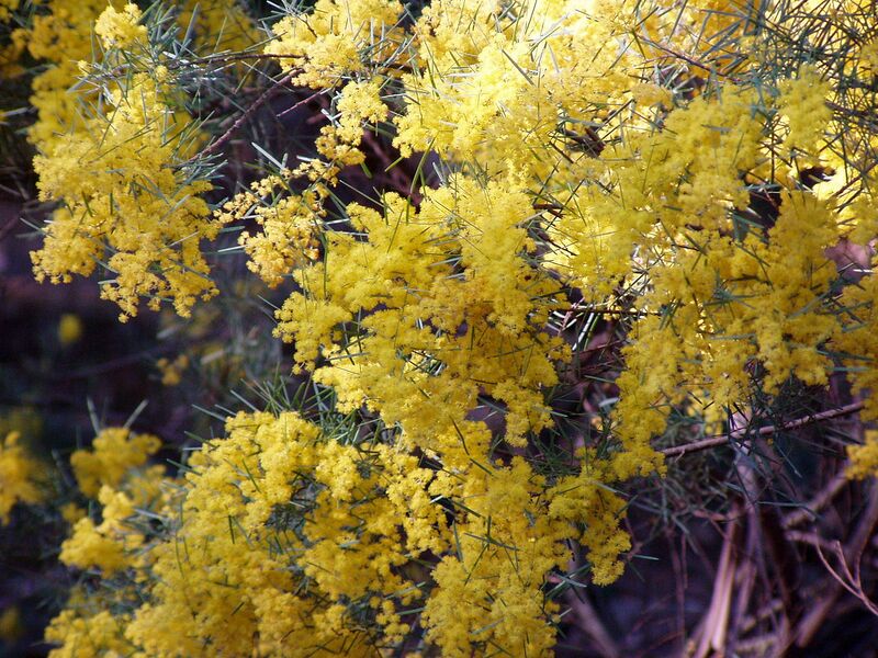 File:1280px-Acacia boormanii 02.jpg