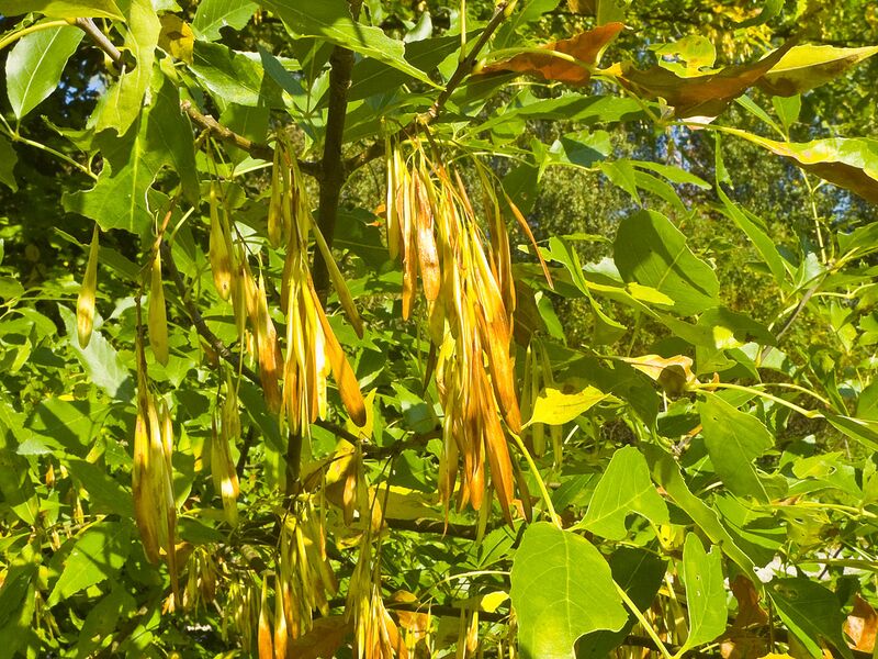 File:1280px-Fraxinus ornus 001.jpg