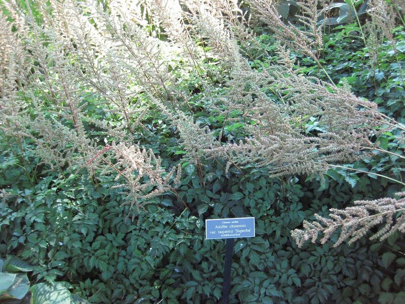 File:1280px-IMG 0215 nybg09.jpg