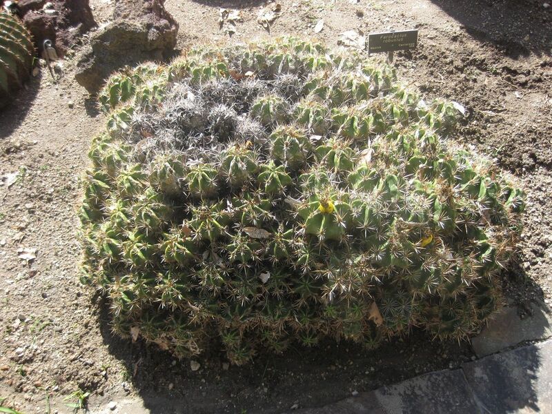 File:1280px-IMG 2199 hunt0903.jpg