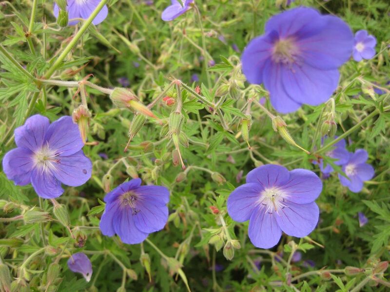 File:1280px-IMG 6870 hunt09jun.jpg