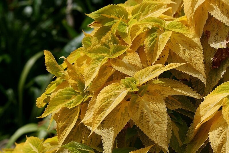 File:1280px-Solenostemon scutellarioides yellow.jpg