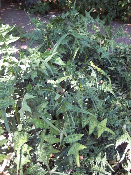 File:576px-IMG 1915 hunt09oct.jpg