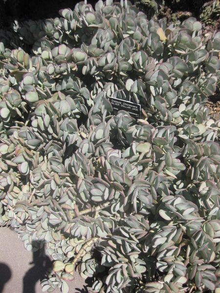 File:576px-IMG 2293 hunt0903.jpg