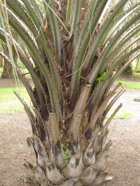 File:576px-IMG 4054 hunt0904.jpg