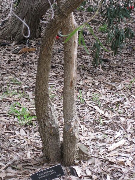 File:576px-IMG 4859 hunt0904.jpg