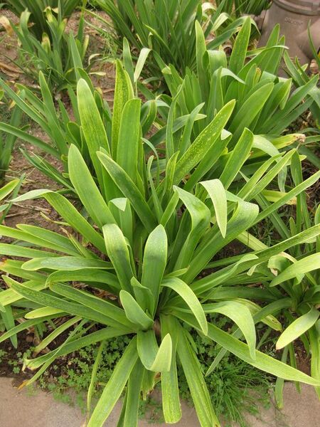 File:576px-IMG 6831 hunt09jun.jpg