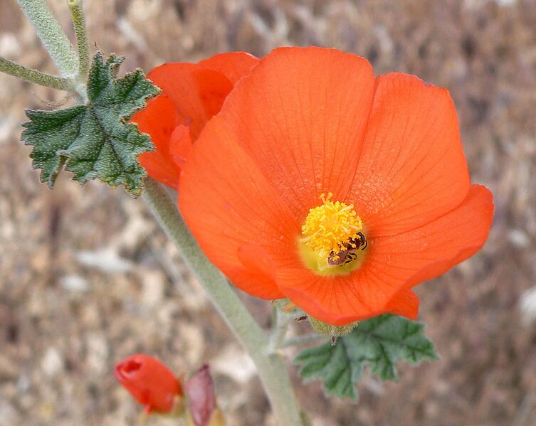 File:965px-Sphaeralcea ambigua 2.jpg