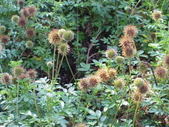 Acaena novae-zelandiae foliage and various fruiting stages