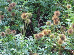 Acaena novae-zelandiae foliage and various fruiting stages