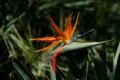 Strelitzia reginae flower