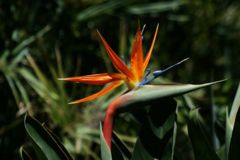 Strelitzia reginae flower