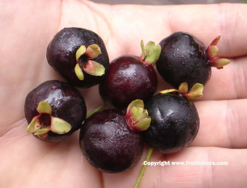 File:BrazilianCherry-fruitlovers.jpg