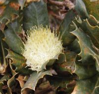 Inflorescence of B. sessilis (Parrotbush), Cape Naturaliste