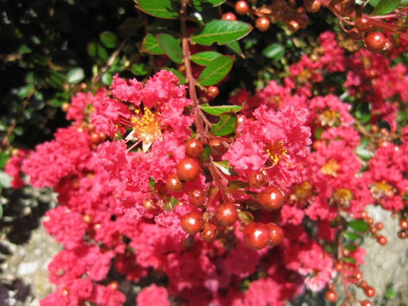 File:IMG 0287 nybg09.jpg
