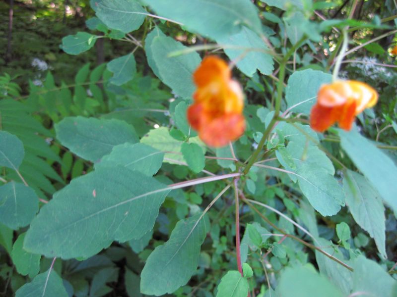 File:IMG 0353 nybg09.jpg