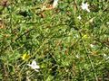 Jasminum grandiflorum / Spanish jasmine