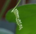 Passiflora foetida: climbing tendril