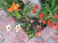 Sparaxis plants