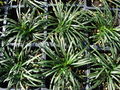 Thumbnail for version as of 21:33, 3 June 2009
