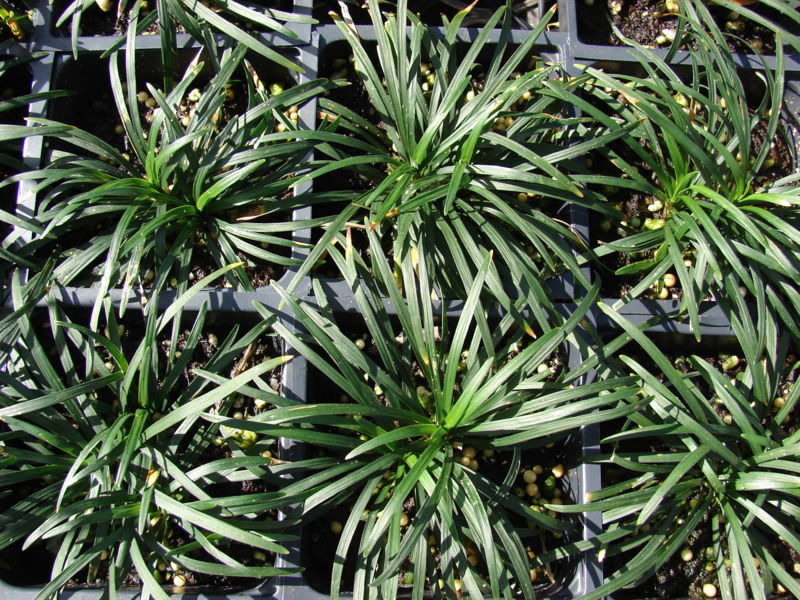 File:Starr 080103-1335 Ophiopogon japonicus.jpg