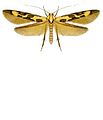 moth
