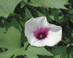 Sweet potato in flower Hemingway, South Carolina