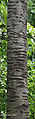 Trunk