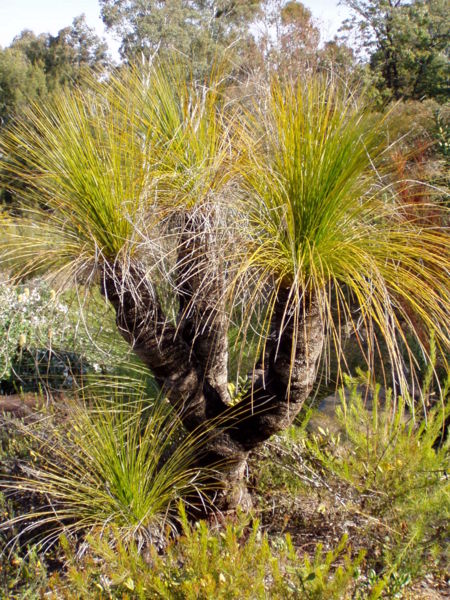 File:Xanthorrhoea johnsonii 01.jpg