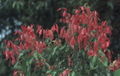 Thumbnail for version as of 03:57, 19 August 2007