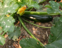 Zucchini vegetable and spent flower on plant